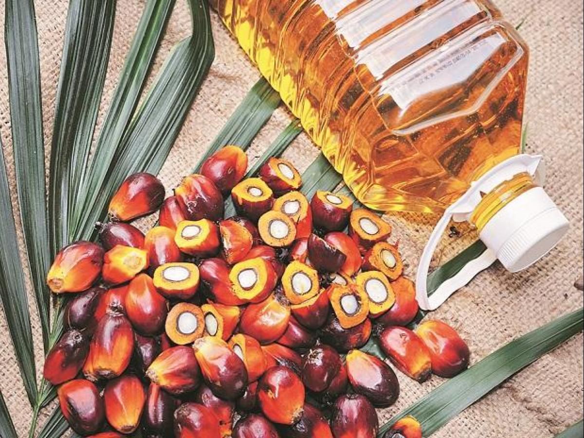 Oil Palm Sector: Exploring The Red Gold of Africa