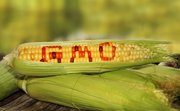 All You Need to Know About GMOs: A Guide for Agro-Traders