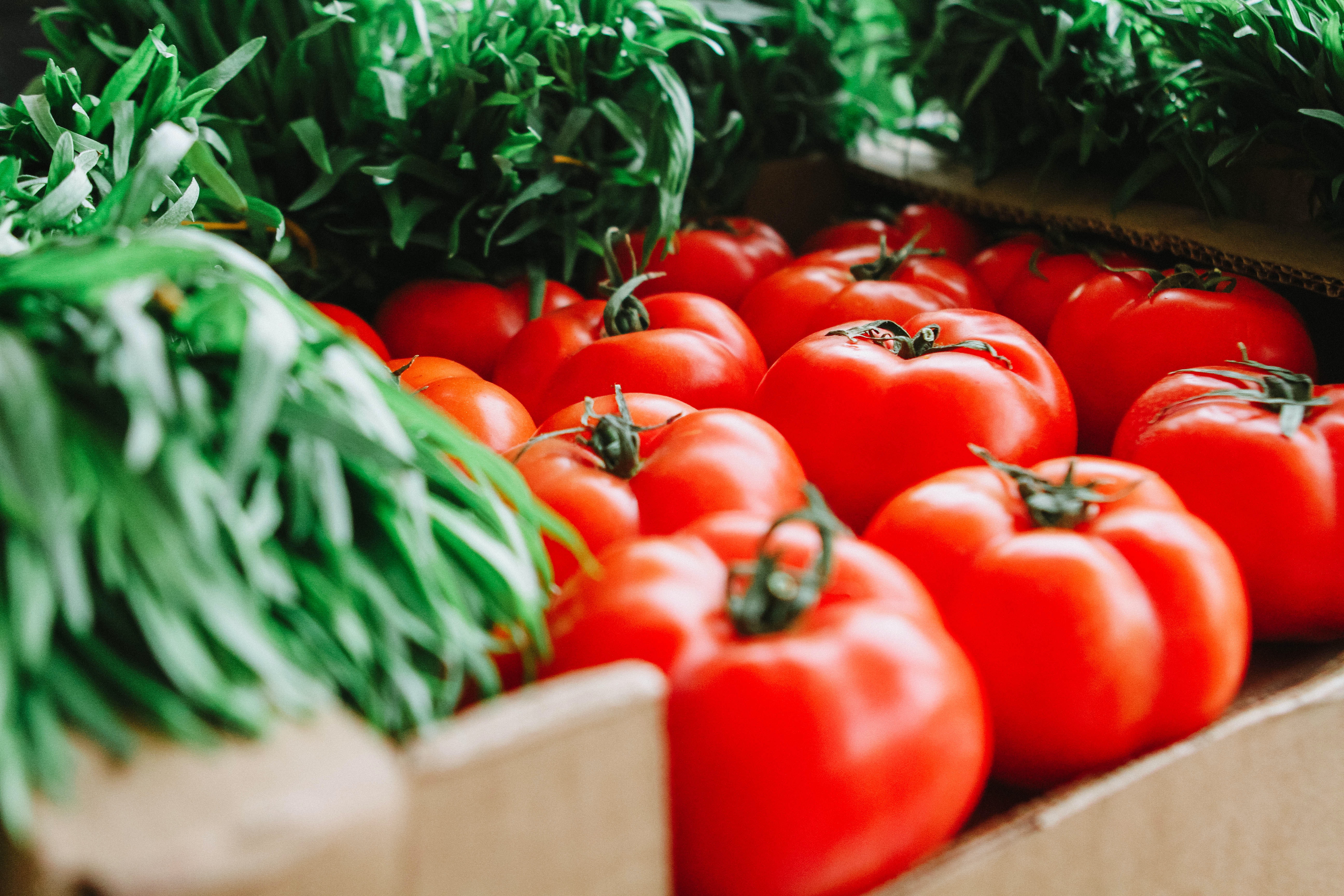 Tomato: A Key Player in Africa and GCC Trade Opportunities
